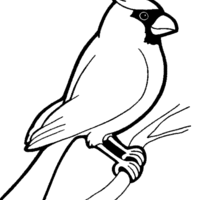 Desenho de Pássaro cardeal para colorir