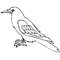 Desenho de Pássaro corvo para colorir