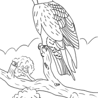 Desenho de Pássaro falcão para colorir