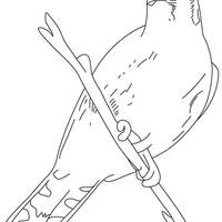 Desenho de Pássaro gavião para colorir