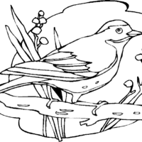 Desenho de Pássaro na selva para colorir