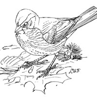 Desenho de Pássaro pardal para colorir