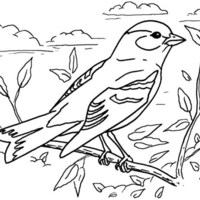 Desenho de Pássaro pintassilgo para colorir
