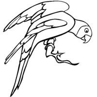 Desenho de Periquito com asas abertas para colorir