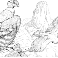 Desenho de Urubu e condor para colorir