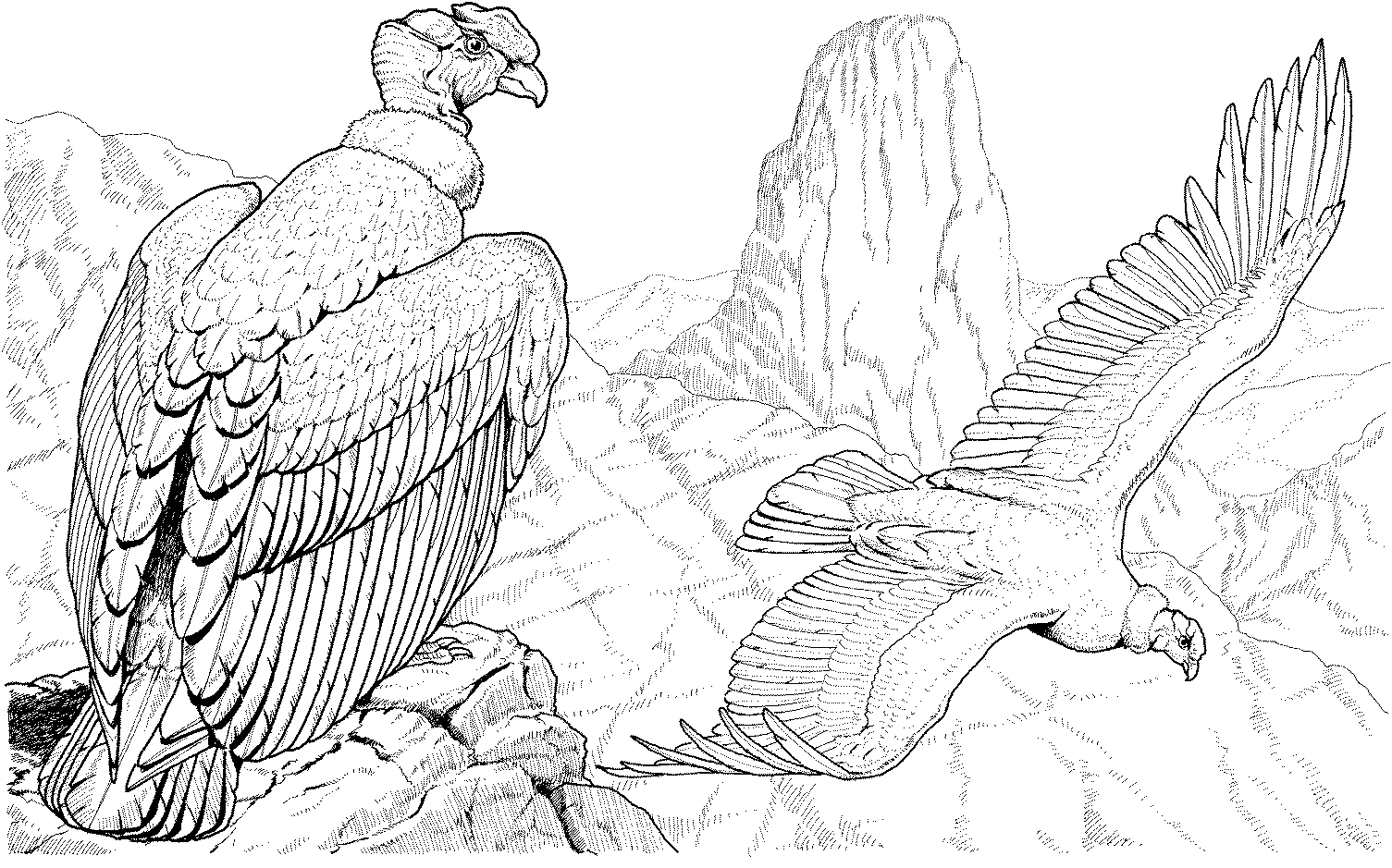 Desenho De Urubu E Condor Para Colorir Tudodesenhos