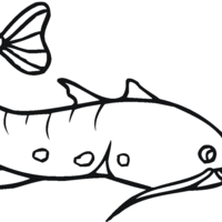 Desenho de Peixe bagre para colorir