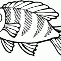 Desenho de Peixe dourado para colorir