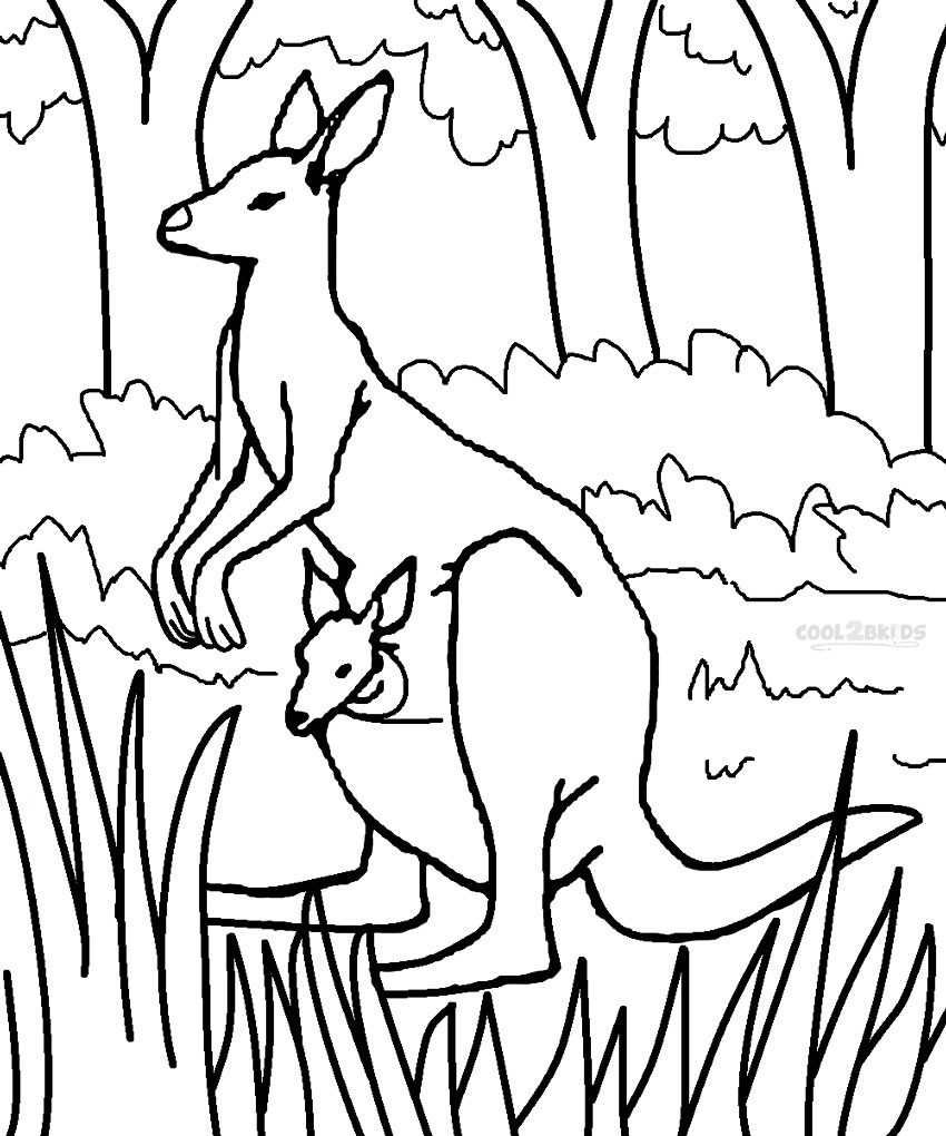 Canguru na floresta
