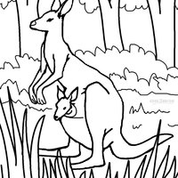 Desenho de Canguru na floresta para colorir