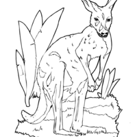 Desenho de Canguru na selva para colorir