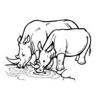 Desenho de Rinocerontes bebendo água para colorir