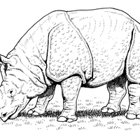 Desenho de Rinoceronte africano para colorir