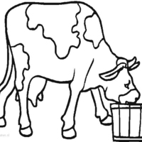 Desenho de Vaca bebendo água para colorir