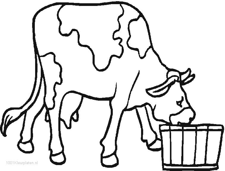 Vaca bebendo agua