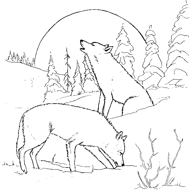 Lobos na floresta