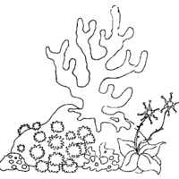 Desenho de algas marinhas para colorir
