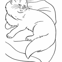 Desenho de Gata sobre almofada para colorir