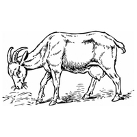 Desenho de Cabra comendo capim para colorir