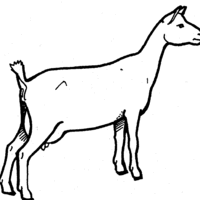 Desenho de Cabra observando paisagem para colorir