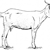 Desenho de Cabra parada para colorir