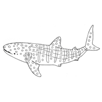 Desenho de Tubarão baleia bonita para colorir
