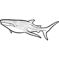 Desenho de Tubarão baleia para colorir