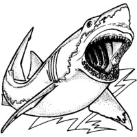 Desenho de Tubarão branco para colorir