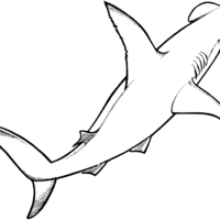 Desenho de Tubarão martelo para colorir