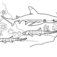 Desenho de Tubarão nadando no mar para colorir