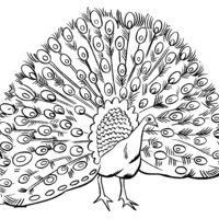 Desenho de Pavão com cauda aberta para colorir