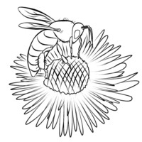 Desenho de Abelha buscando pólen da flor para colorir