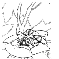 Desenho de Abelha pousando na flor para colorir