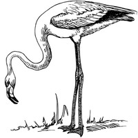 Desenho de Flamingo caçando para colorir
