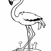 Desenho de Flamingo na bacia de água para colorir