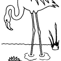 Desenho de Flamingo no lago para colorir