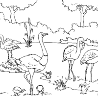 Desenho de Flamingo no zoológico para colorir