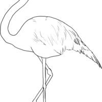 Desenho de Flamingo dormindo para colorir