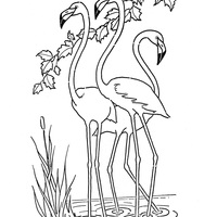 Desenho de Flamingos passeando para colorir