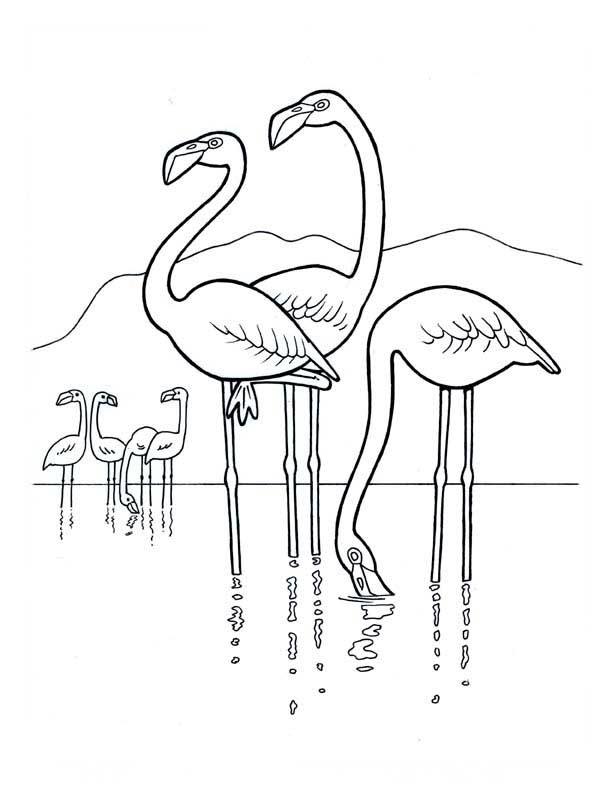 Flamingos no rio