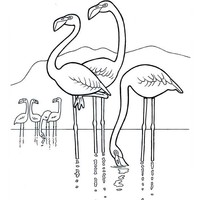Desenho de Flamingos no rio para colorir