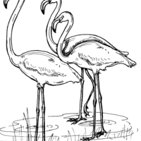 Desenho de Flamingos para colorir