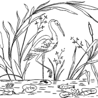 Desenho de Cegonha no rio para colorir