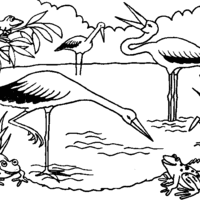 Desenho de Cegonhas no lago para colorir