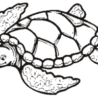 Desenho de Bonita tartaruga marinha para colorir