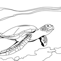 Desenho de Tartaruga no mar para colorir