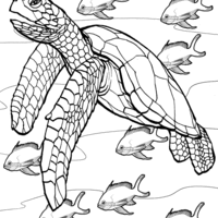 Desenho de Tartaruga marinha para colorir