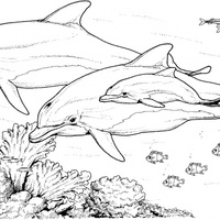 Desenho de Família de golfinhos para colorir