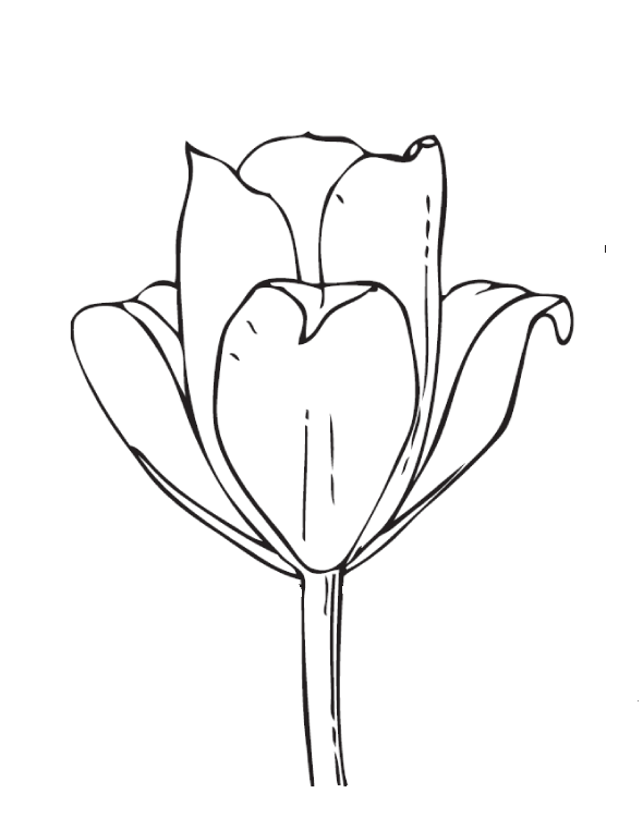 Flor tulipa