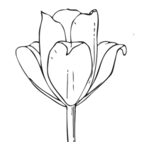 Desenho de Flor tulipa para colorir